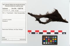 Foto von Textil (NHMW-PRAE-125778)